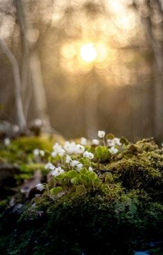 small white flowers growing out of moss in the woods