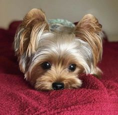 a small dog laying on top of a red blanket