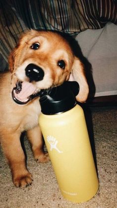 a puppy holding a water bottle in its mouth