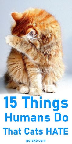 Cat actually hate many things their owners do! Find them listed here! Cat Owner Hacks, Cat Proofing, Incredible Creatures