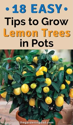 Lemon Trees In Pots, Lemon Tree Potted, Growing Lemon Trees, Grow Lemon, Trees In Pots, How To Grow Lemon, Lemon Trees