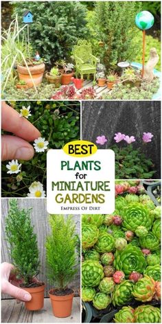 the best plants to grow in miniature gardens