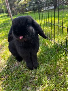 a small black rabbit sitting in the grass next to a wire fence with it's tongue sticking out