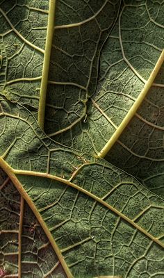 the underside of a green leaf with thin lines