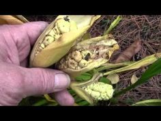 a hand holding an open corn cob in front of some leaves and dirt on the ground