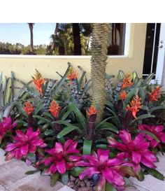 pink and orange flowers in front of a palm tree