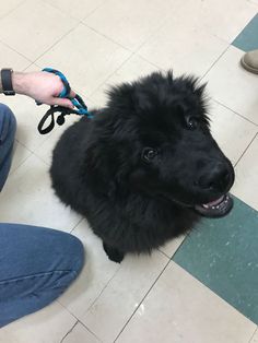 a black dog sitting on top of a tiled floor next to a persons leg and hand