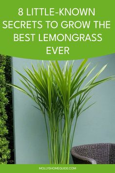 a potted plant with the words 8 little known secrets to grow the best lemongrass ever