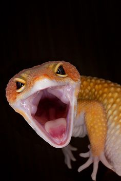 an orange and white gecko with its mouth open