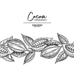 hand drawn cocoa plant with leaves and pods on white background, black and white illustration