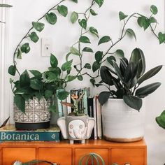 some plants are sitting on top of a dresser