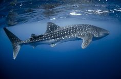 a large whale swimming in the ocean