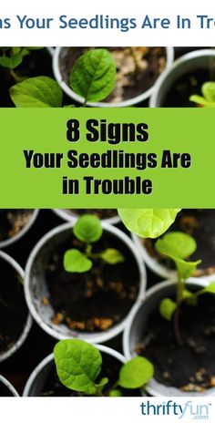 seedlings are growing in pots with the words 8 signs your seeds are in trouble