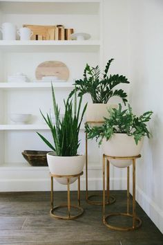 two potted plants sitting on top of tables