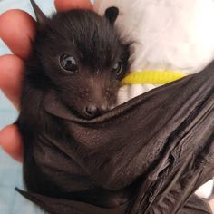 a person holding a small bat in their hand