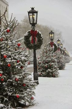 christmas trees are lined up along the street