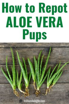 three aloe vera plants with the title how to repot aloe vera pups