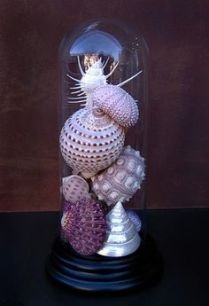 a glass dome with sea shells inside on a black table top next to a brown wall