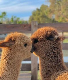 two brown llamas standing next to each other