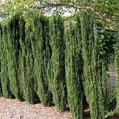 Sky Pencil Holly hedge row. Plants by mail has a large selection of holly bushes for sale. Pencil Holly, Narrow Trees, Sky Pencil Holly, Japanese Holly, Ilex Crenata, Landscaping Along Fence, Holly Shrub, Fence Privacy, Shrubs For Privacy