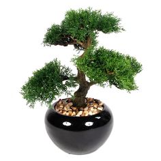 a small bonsai tree in a black pot