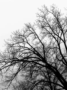 a black and white photo of trees with no leaves on them, against a gray sky