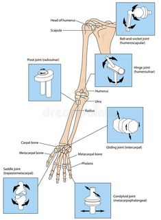 the bones are labeled in this diagram, and there is also an image of what they look like