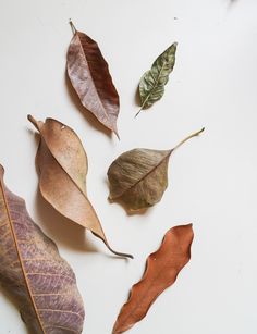 several different colored leaves laying on top of a white surface with one leaf missing from the other