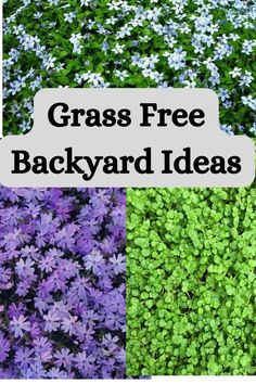 four different types of plants with the words grass free backyard ideas