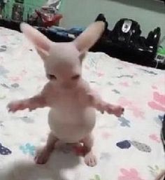 a small white rabbit sitting on top of a bed