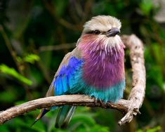 a colorful bird sitting on top of a tree branch