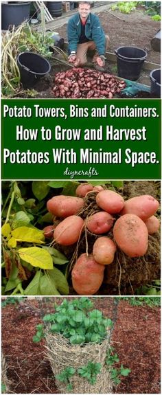 potatoes growing in pots with text overlay that reads potato towers, bins and containers how to grow and harvest potatoes with minimal space