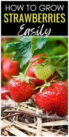 strawberries growing in the garden with text overlay how to grow strawberries easily