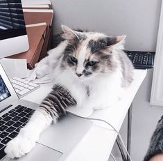 a cat laying on top of a laptop computer