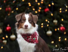 a brown and white dog wearing a red bandana in front of a christmas tree