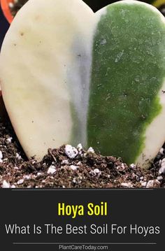 two heart shaped soaps sitting on top of each other in dirt with text overlay saying, hoya soil what is the best soil for hoyas?