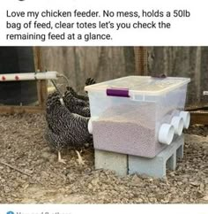 two chickens standing next to each other near a plastic container