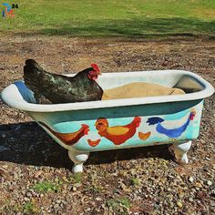 an old bathtub with chickens painted on the side and in the tub is a chicken