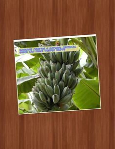 a bunch of bananas hanging from a tree with green leaves on the other side and an advertise that reads,