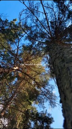 looking up at the tops of tall pine trees