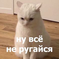 a white cat sitting on top of a hard wood floor next to a door with the words hy bce he pyrance