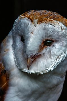 an owl with white feathers and brown eyes