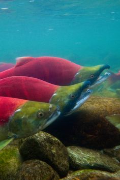 two salmons swimming in the water near some rocks