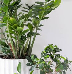 two potted plants sitting next to each other on top of a white shelf in front of a wall