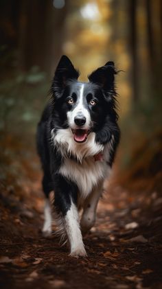 a black and white dog is running through the woods with leaves on the ground in front of him