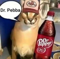 a cat wearing a hat next to a dr pepper bottle with a speech bubble above it