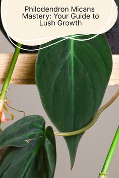 Turn your Philodendron Micans into the envy of plant lovers everywhere with our expert care tips. Get ready for lush, trailing beauty in no time! #GreenThumbGoals #PlantCare #MicansMagic Different Philodendron Plants, Micans Philodendron Care, Micans Philodendron, Philodendron Scandens, Plant Guide, Backyard Retreat, Outdoor Oasis