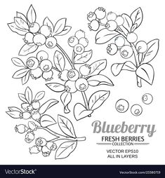 blueberry fresh berries collection with flowers and leaves in black and white outline on an isolated background