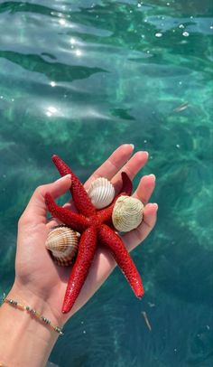 a hand holding a red starfish and two seashells in the blue water