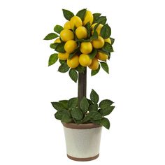 a potted plant with lemons in it on a white background for use as a decoration